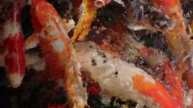 Koi sazan balık temiz su su besleme.