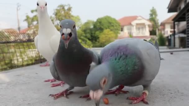 Alimentación Pájaro Paloma Mensajera Casa Techo — Vídeo de stock