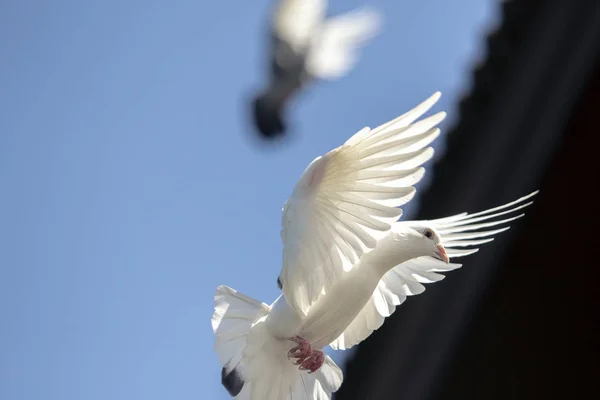 Białe Piórko Homing Pigeon Ptak Latający Agasint Błękitne Niebo — Zdjęcie stockowe