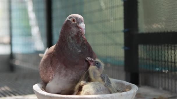 Rouge Plume Vitesse Course Pigeon Éclosion Bébés Pigeon Dans Maison — Video