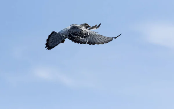 Velocidade Corrida Pombo Voando Contra Céu Azul Bonito — Fotografia de Stock