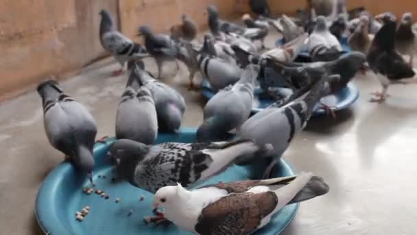 Troupeau Pigeons Course Vitesse Nourrissant Dans Grenier Maison — Video