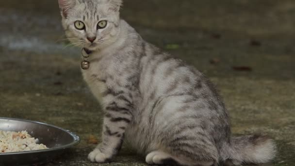 泰国家猫吃食物 — 图库视频影像