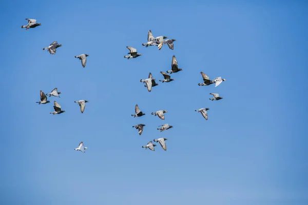 Flock Speed Racing Pigeon Flying Clear Blue Sky — Stock Photo, Image
