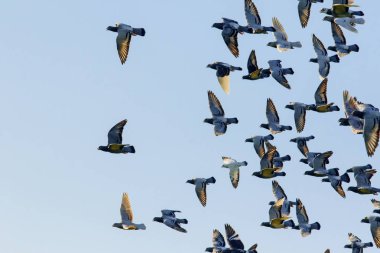 flock hız karşı açık mavi gökyüzü uçan güvercin yarış