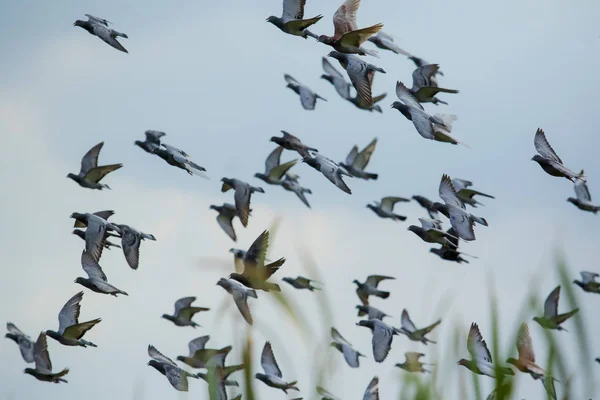 速度の競争相手に飛んでいる鳩鳥の群れは澄んだ青い空 — ストック写真