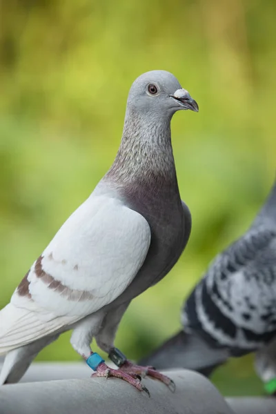 Detalle Cerca Plumas Rec Choco Color Paloma Carreras Velocidad — Foto de Stock