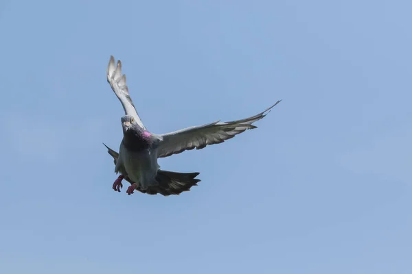 Speed Racing Pigeon Medio Lucht Tegen Helderblauwe Hemel Vliegen — Stockfoto