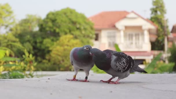 Dois Pombo Acasalamento Homing Telhado Loft Home — Vídeo de Stock