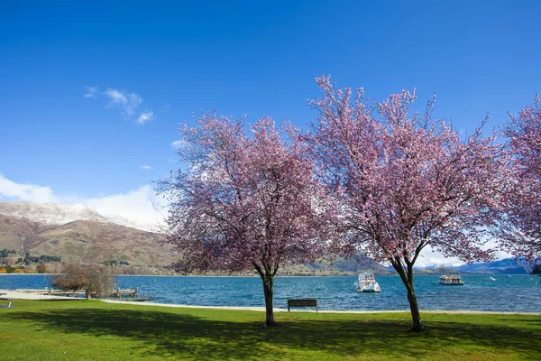 Göl Wanaka Southland Yeni Zelanda Yanındaki Parkta Blooming Güzel Doğal — Stok fotoğraf