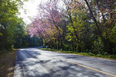 DOI angkhang chiangmai Tayland Kuzey dağ yolu