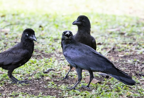 草の牧草地に黒い羽のカラスの群れ — ストック写真