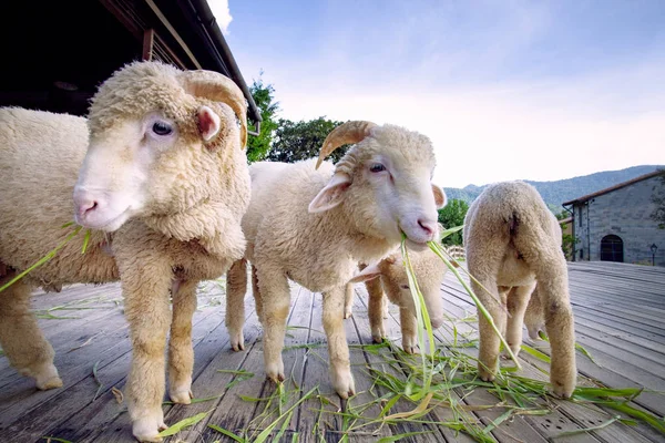 Flock Merino Sheep Eating Ruzi Grass Rural Farm — Stock Photo, Image