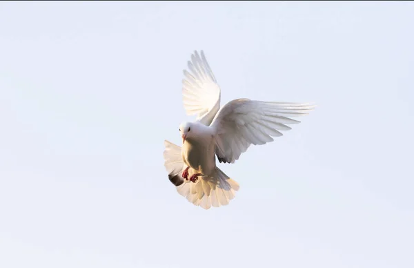 Pombo de penas brancas voando contra o céu azul claro — Fotografia de Stock