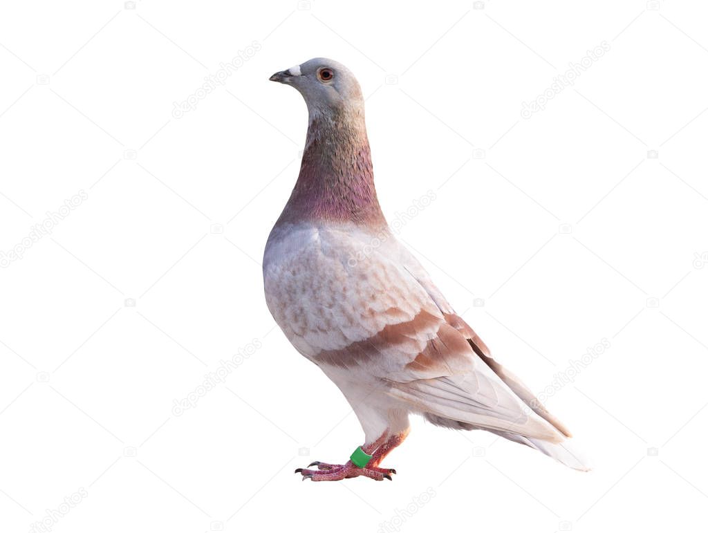 side view full body of red feather speed racing pigeon isolated 