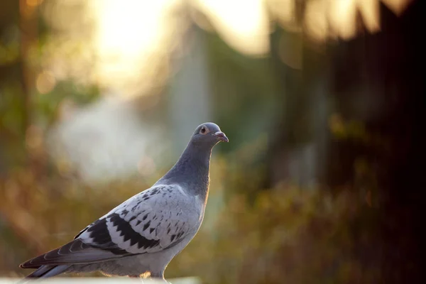 Juvenile homing pigeon bird standing outdoor against beautiful s — Stock Photo, Image