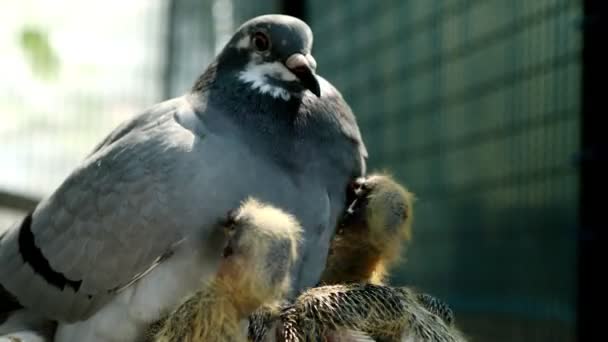 Loft Iki Yeni Doğmuş Bebekler Besleme Güvercin Homing — Stok video