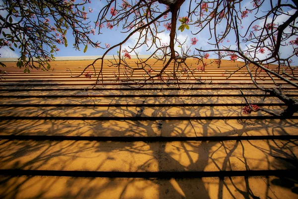 Bela luz e sombra com florescimento de flor de frangipani ov — Fotografia de Stock