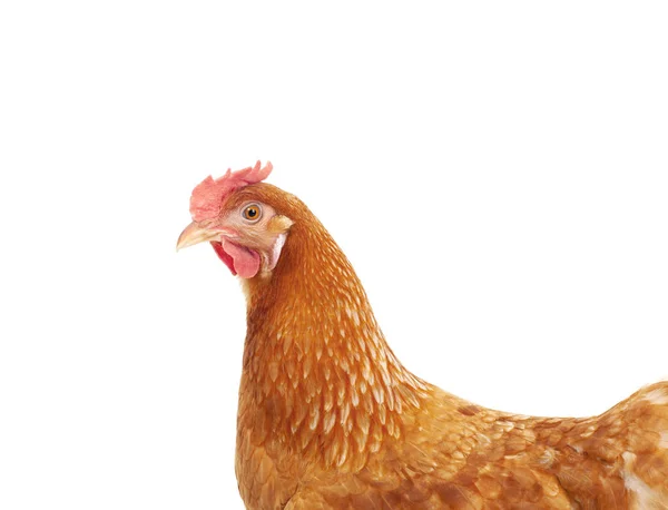 Cerrar la cara y la pluma de pollo gallina aislar fondo blanco — Foto de Stock