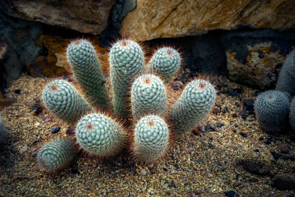 Close up needle of cactus on dry desert — Stock Photo, Image