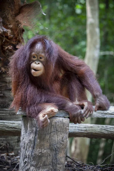 Nära håll hela kroppen och ansiktet på borneo orangutang — Stockfoto