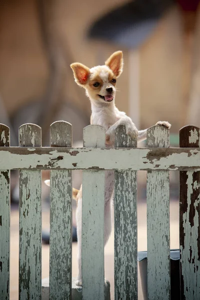 Cara divertida de perro pomerania escalada valla de madera de casa a ou —  Fotos de Stock