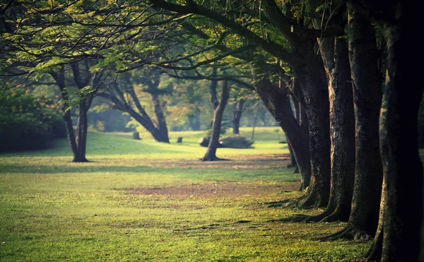 Green grass field  in urban public park — Stock Photo, Image