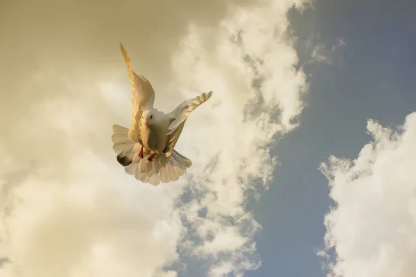 Białe piórko gołąb flying przed zachmurzonym niebie — Zdjęcie stockowe