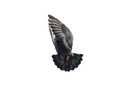 Orta hava izole beyaz arka plan uçan güvercin kuş