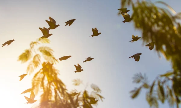 Hejno poštovní Holub pták letící proti krásný západ slunce — Stock fotografie