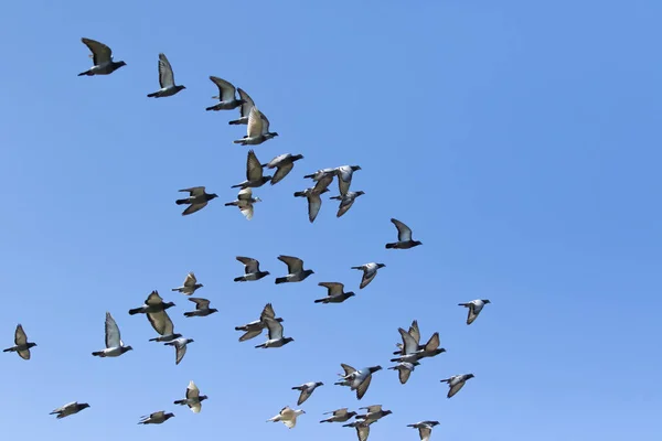 Rebanho de velocidade pombo corrida pássaro voando contra céu azul claro — Fotografia de Stock