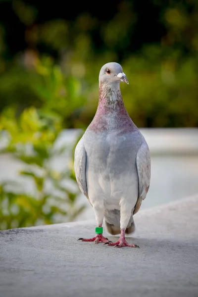 Kırmızı choco tüy pigeon kuş ayakta ev çatı çatı üzerinde — Stok fotoğraf