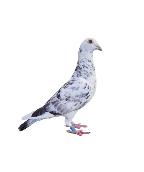 Full body of grizt color speed racing pigeon bird isolate white — Stock Photo, Image