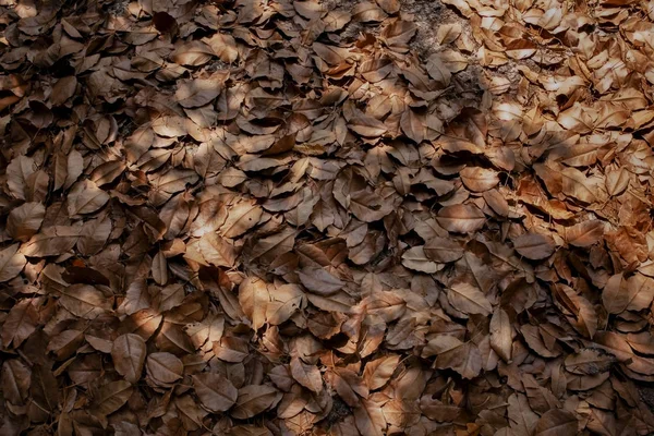 Folhas de árvores secas no chão do parque como fundo natural — Fotografia de Stock