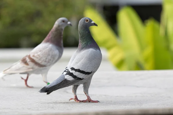 Corps complet de course de vitesse pigeon oiseau isoler fond blanc — Photo