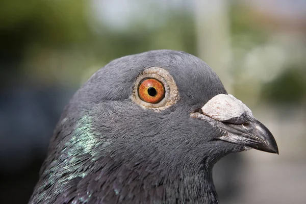 Detalhe close-up nos olhos e na cabeça pena de pombo homing pássaro — Fotografia de Stock