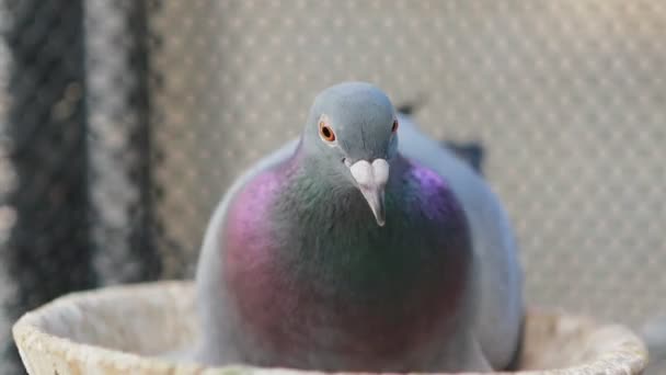 ホームロフトにある鳩の孵化 — ストック動画
