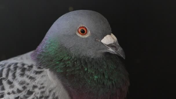 Loft Içinde Homing Güvercin Kuş Yakın — Stok video
