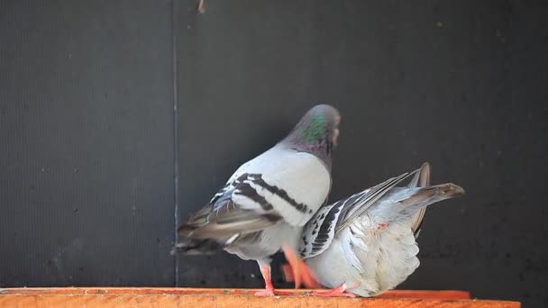 Close Homing Pombo Pássaro Casa Loft — Vídeo de Stock