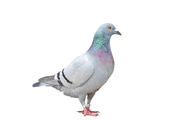 Full body of speed racing pigeon bird standing isolate white bac — Stock Photo, Image