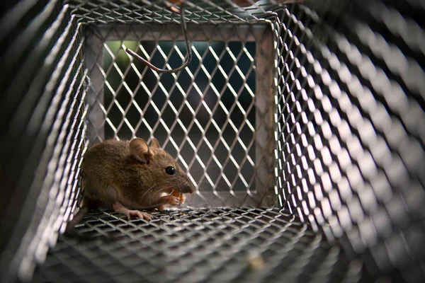 Jeden szczur jeść coś w metal pułapka — Zdjęcie stockowe