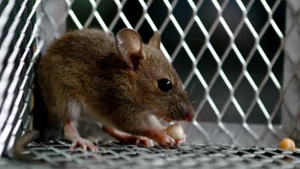 金属の罠で何かを食べるネズミ1匹 — ストック動画