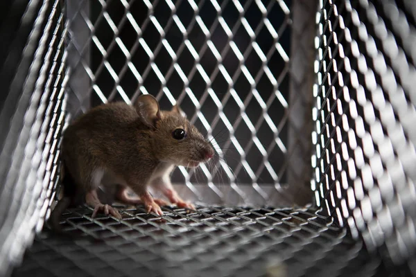 Una rata comiendo algo en una trampa de metal — Foto de Stock