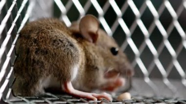 Sıçan Fare tuzağı halk