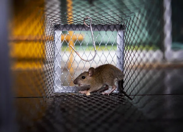 Rat piégé dans un piège à souris — Photo