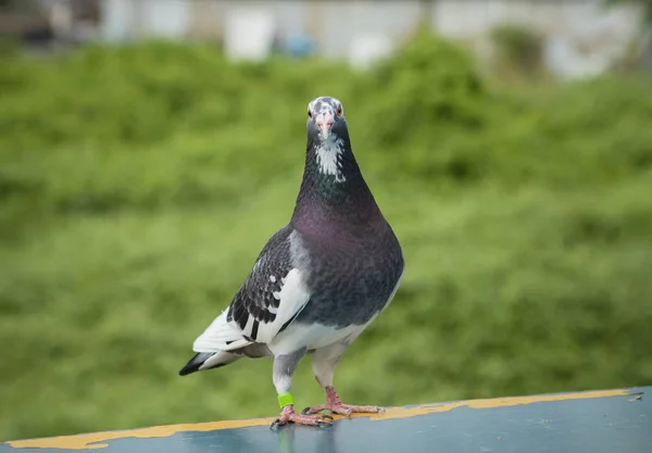 Ganzkörper-Speed-Renntaubenvogel steht auf normaler Falle — Stockfoto