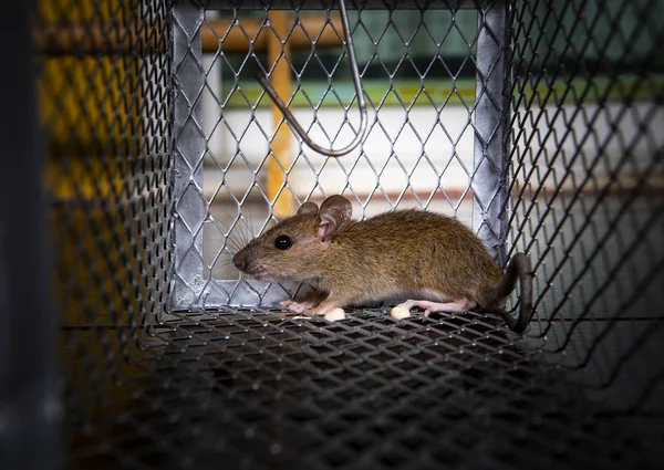 Rat traped in mousetrap — Stock Photo, Image