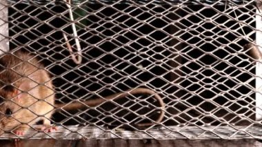 Metal ağ tuzağında fare kapanı.