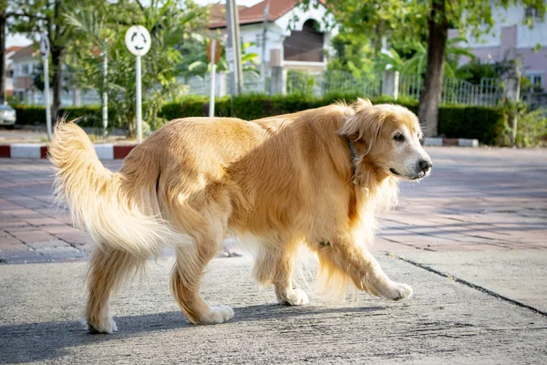 Full body of old male golden retriever dog walking on village st — Stock Photo, Image