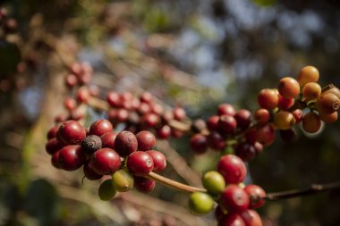 Yeşil Sarı ve kırmızı organik kahve tohum ağaç sutyen üzerinde kapatın